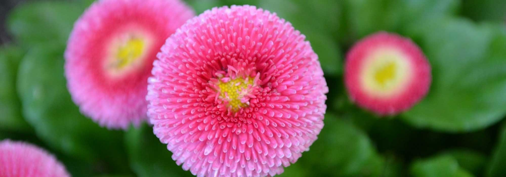 Daisy, bellis perennis: planting, sowing and growing