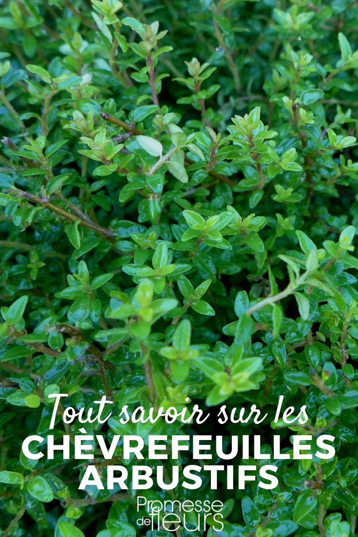 Honeysuckle, Lonicera nitida: Planting, Pruning, Care