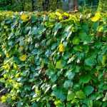 How to plant a hedge?