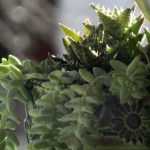 8 floral arrangements for the cemetery