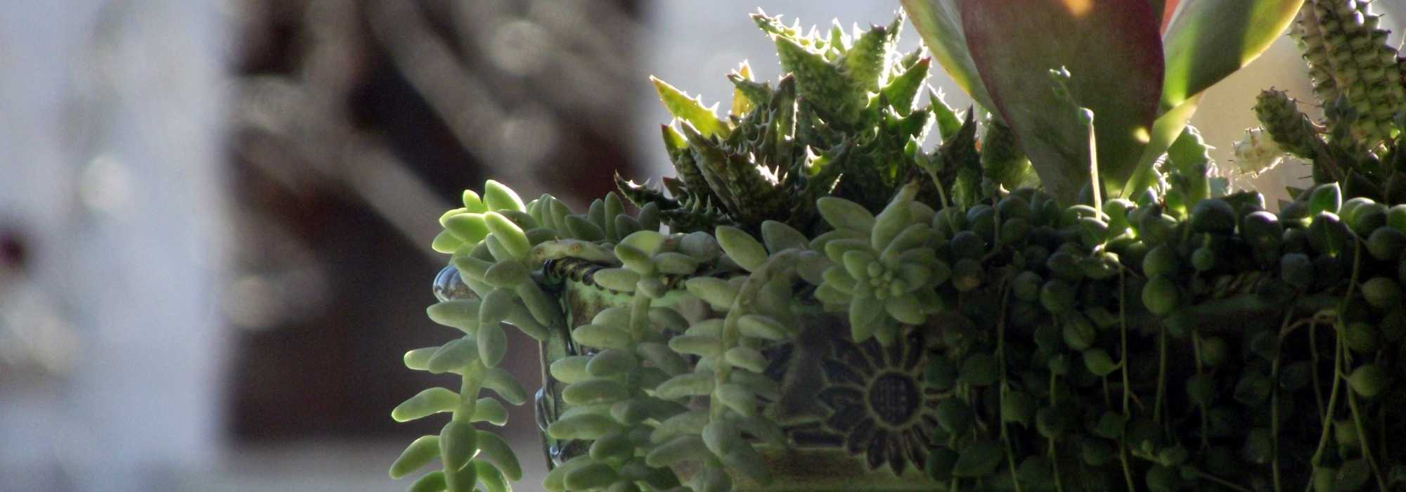 8 floral arrangements for the cemetery