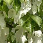 Handkerchief tree, Davidia<em> </em>: planting, pruning, care