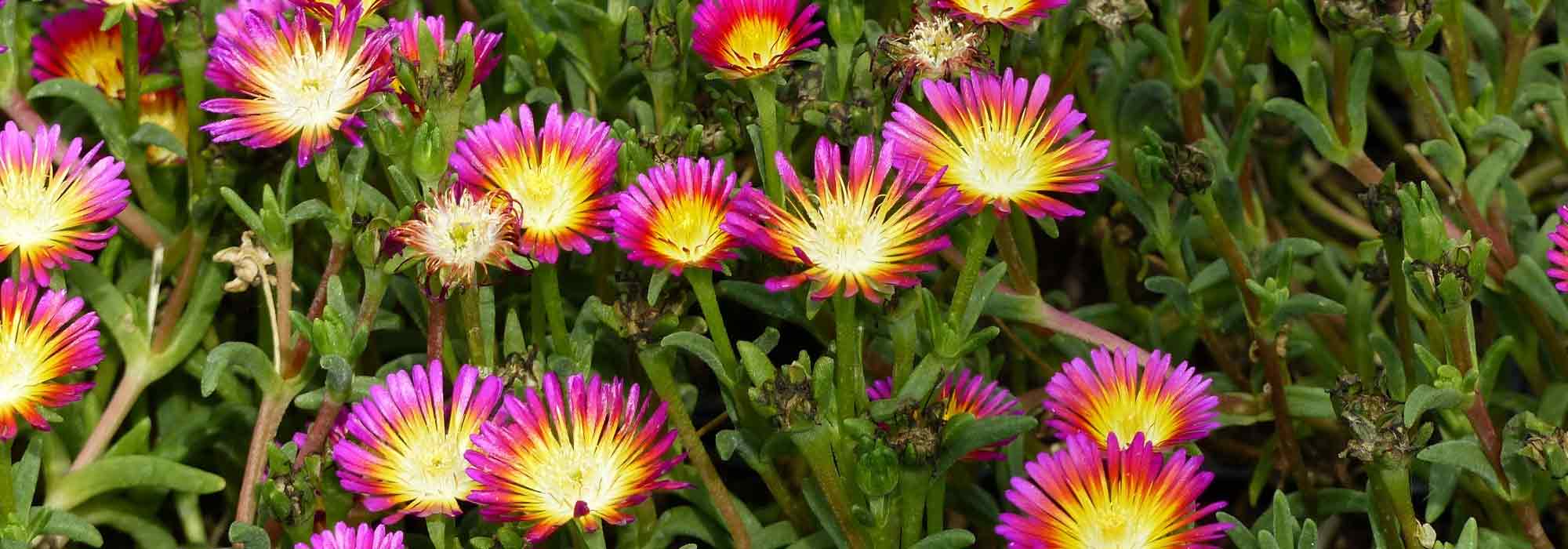 Delosperma, perennial ice plant: planting and growing