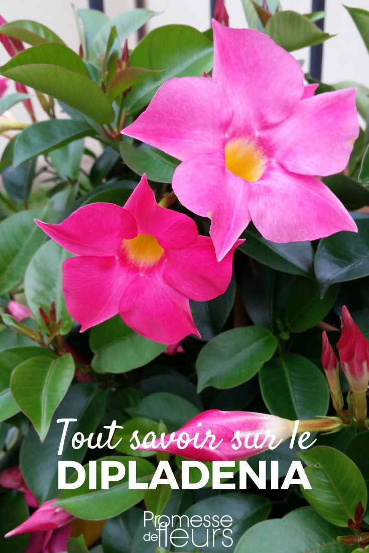 Dipladenia: Planting, Cultivation, Maintenance