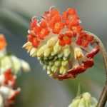 Edgeworthia chrysantha, paperbush: planting and care