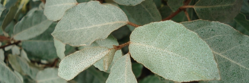 Elaeagnus, a fast-growing hedge