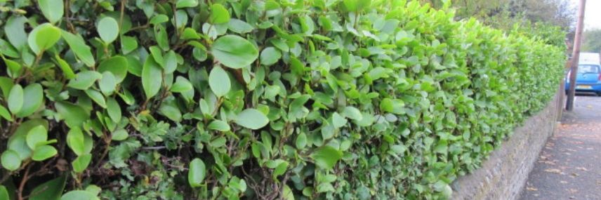 Griselinia littoralis, fast-growth hedge