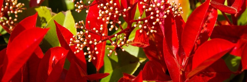 Photinia, Fast-Growing Hedge