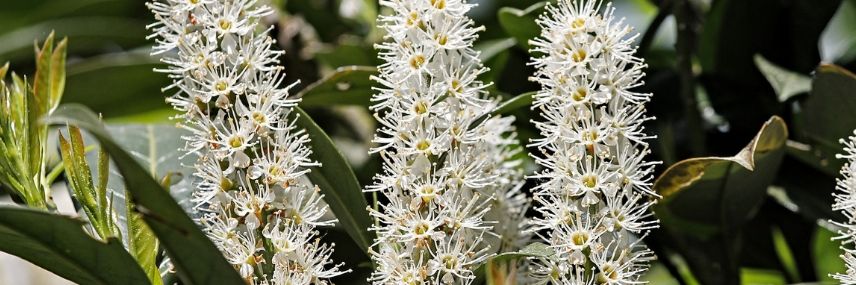 Prunus laurocerasus, fast-growing hedge