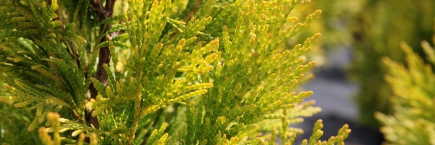 Thuja, Fast-Growth Hedge