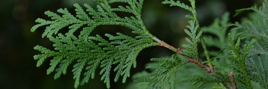 Leyland Cypress, fast-growth hedge