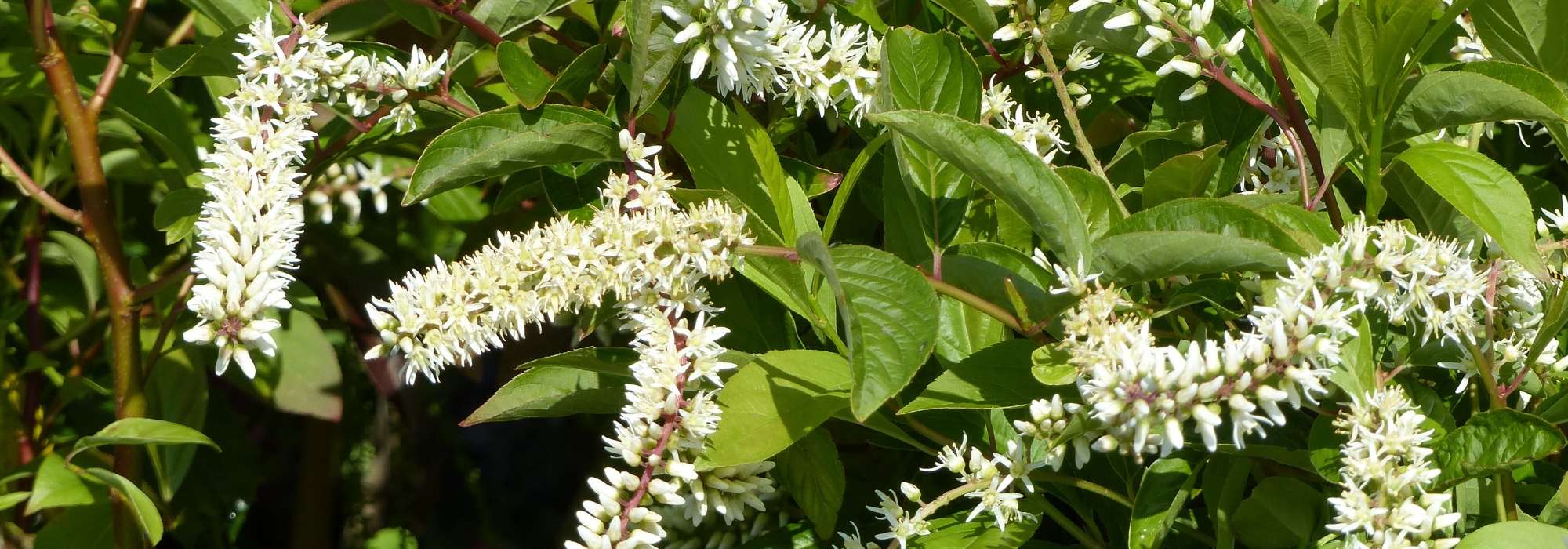 Itea: planting, pruning and care