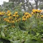 Ligularia (leopard plant) : planting, growing and care