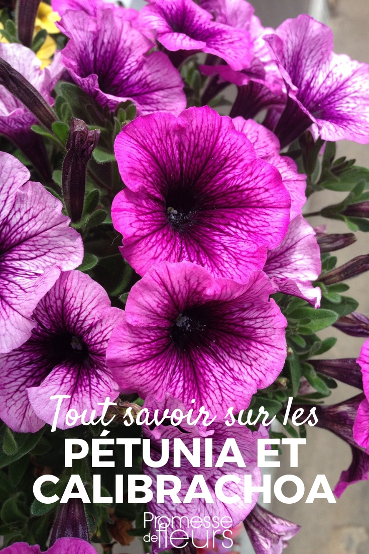 Petunia, Surfinia, Calibrachoa: Sowing, Planting, Cultivation
