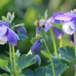 10 very easy perennials to sow