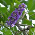 15 very easy plants to propagate