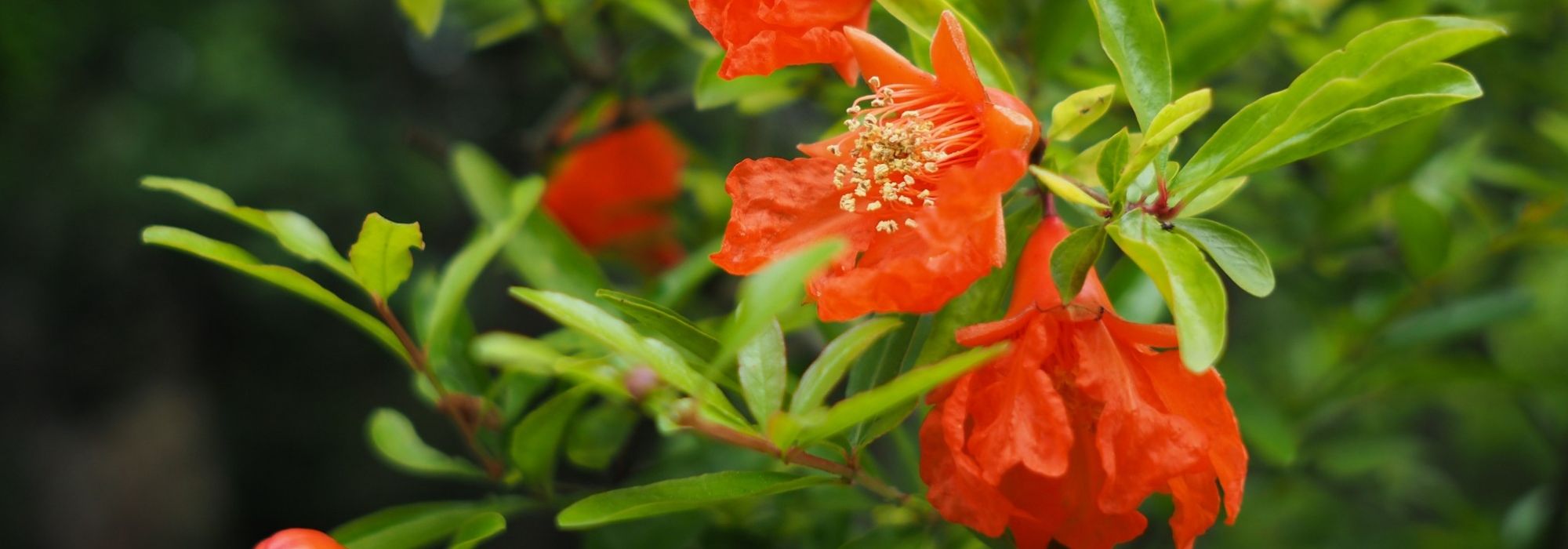 Flowering pomegranate: planting, pruning and maintaining