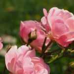 Roses: which variety to choose? Buying guide
