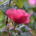 Roses: bare roots or in pots?