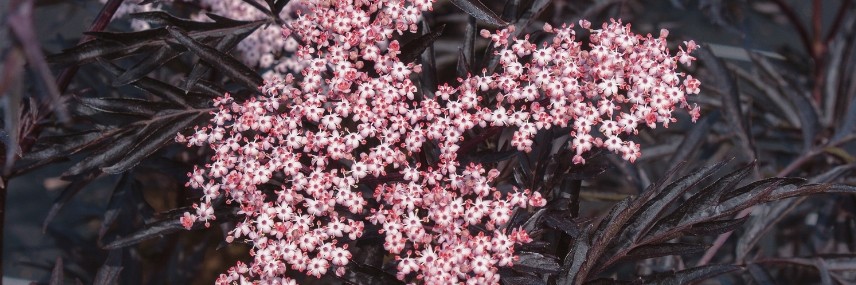 Elderberry for Hedging