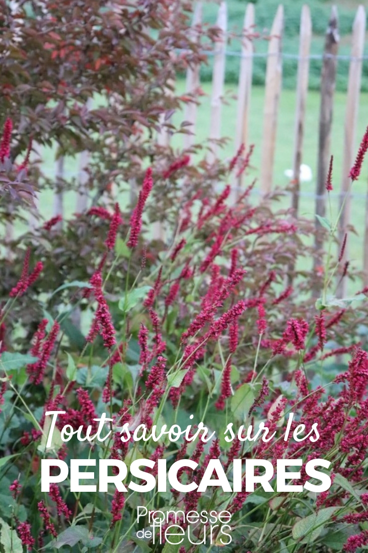 Knotweed, Persicaria: Planting, Growing, and Maintaining