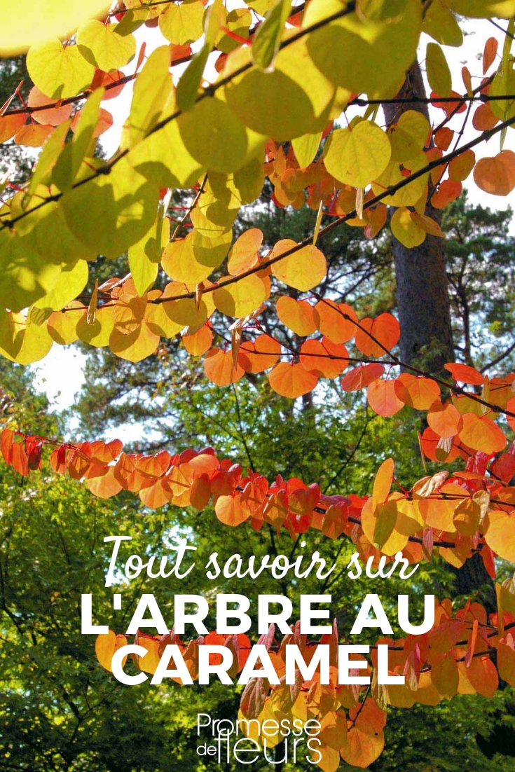 Caramel Tree, Cercidiphyllum: Planting, Pruning, Care