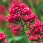 Spanish lilac, valeriana: sowing, planting and care