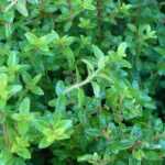 Shrubby honeysuckles, lonicera: planting, pruning and maintaining