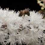 Cimicifuga: planting, growing and caring for