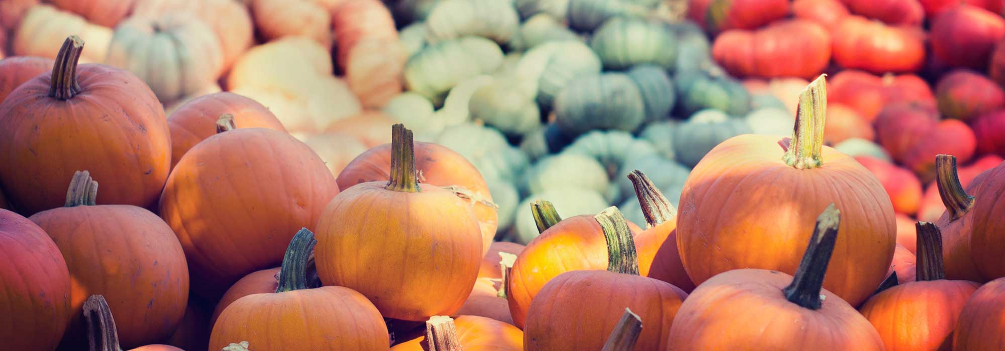 Squashes: sowing, planting, growing, harvesting