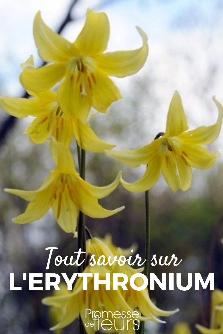 Erythronium: Planting and Cultivating