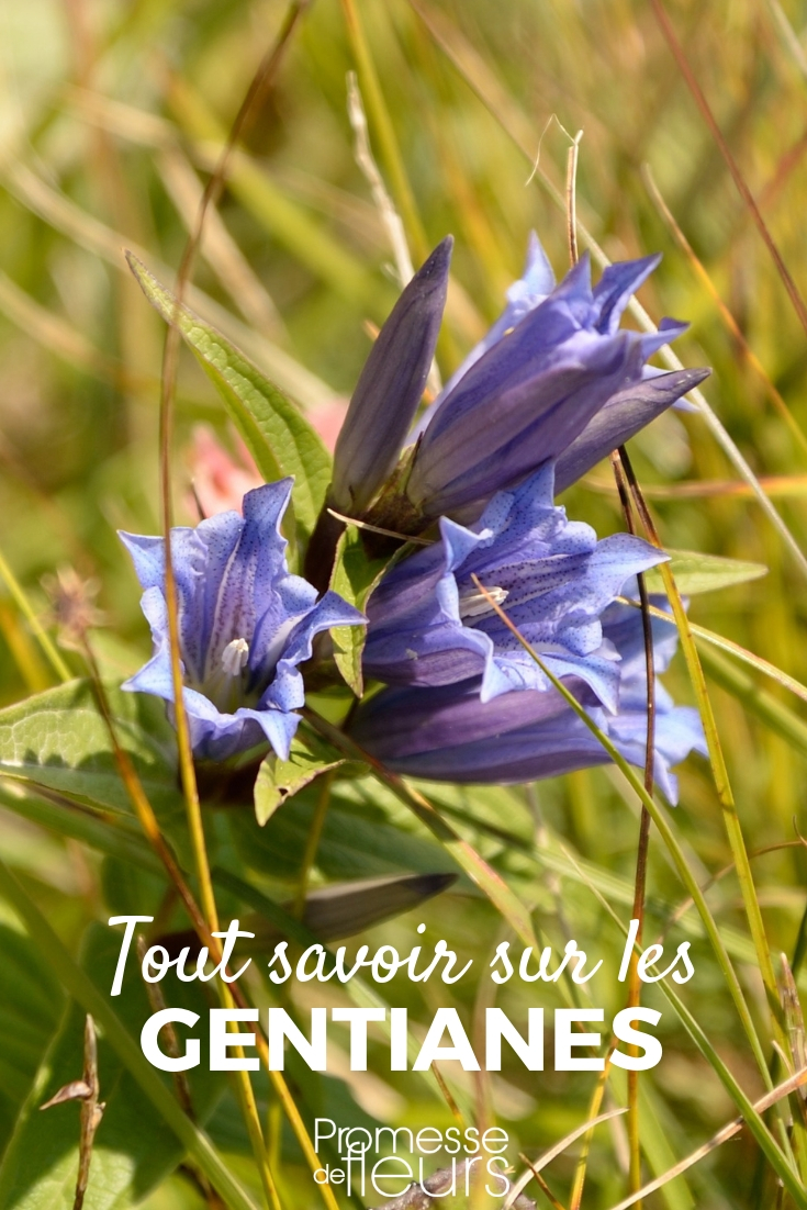 Gentian: Planting, Cultivation, Maintenance