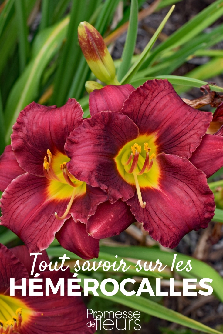 Daylily: Advice on Planting, Cultivating, and Caring for Your Young Plants