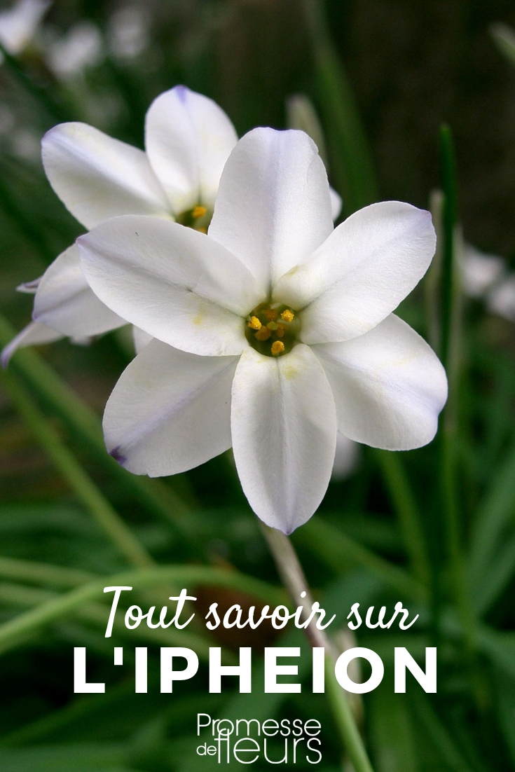 Ipheion: Planting and Cultivating