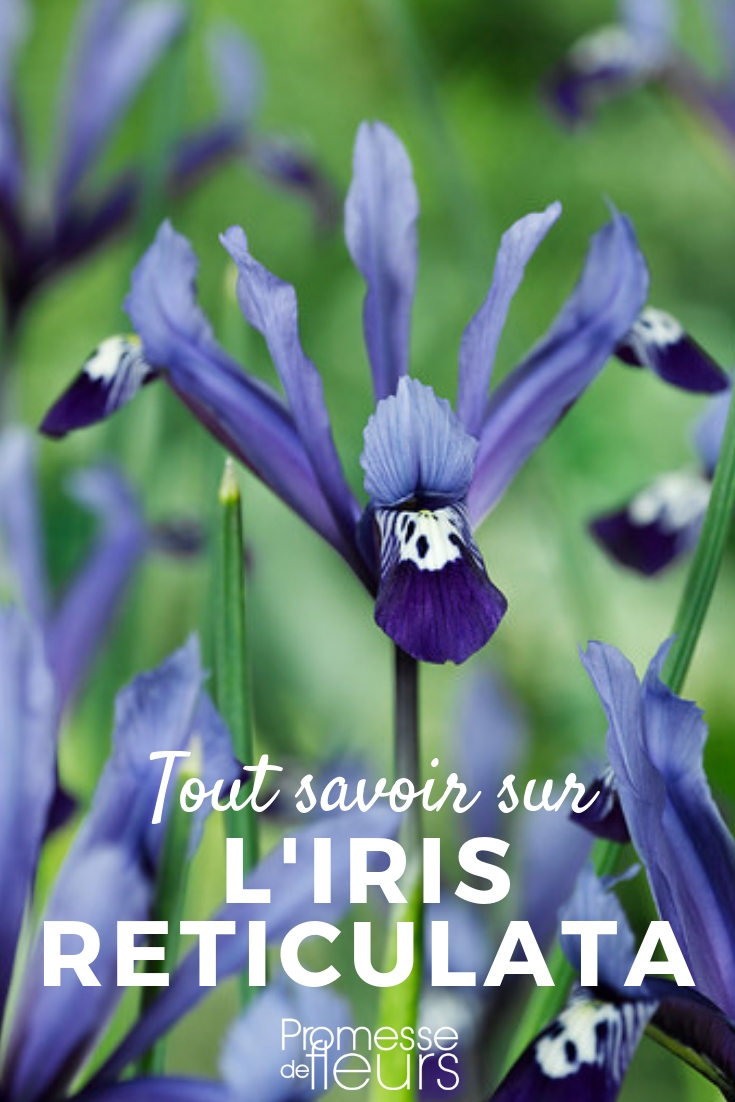 Iris reticulata: Planting, Cultivation