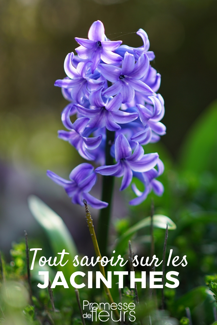 Hyacinth: Planting, Cultivation, Maintenance