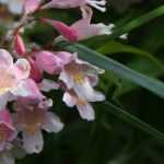 Kolkwitzia : planting, pruning and care