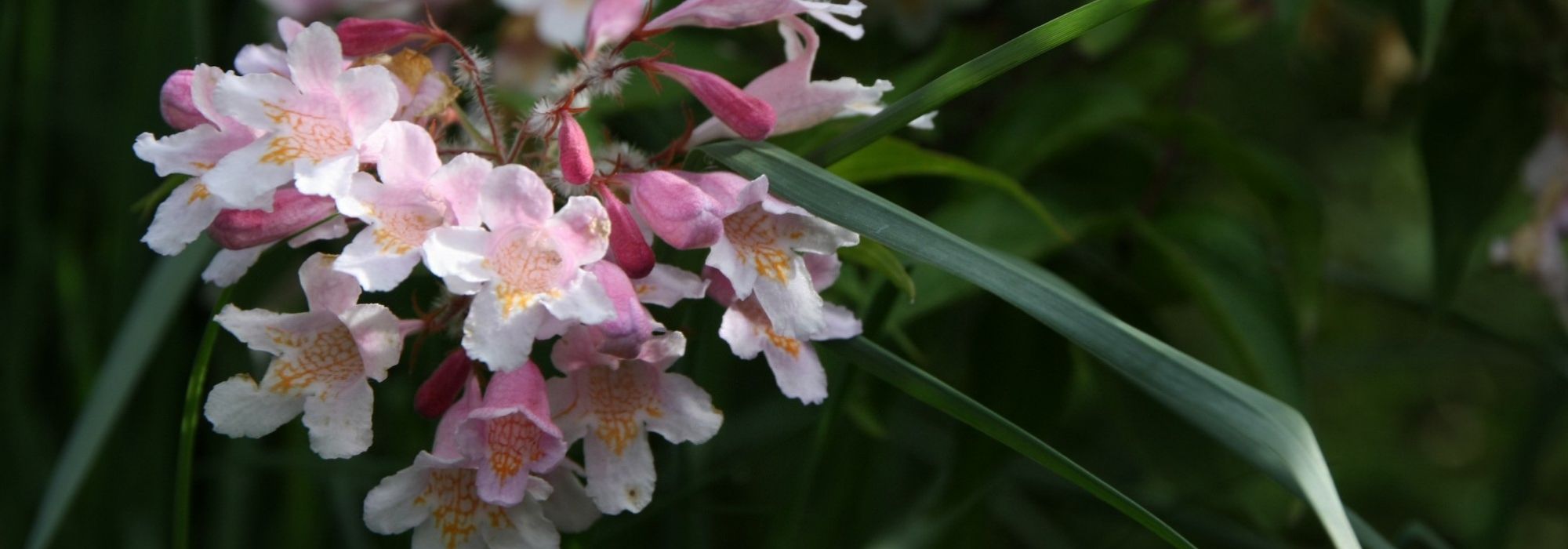 Kolkwitzia : planting, pruning and care