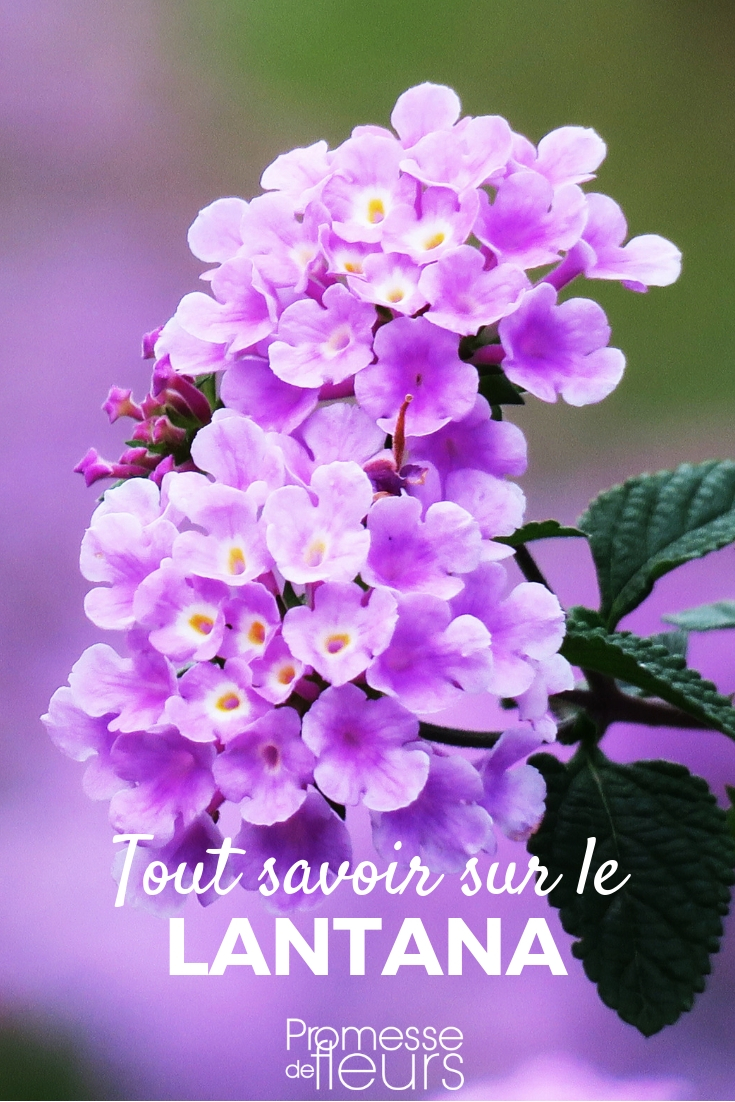 Lantana: Planting, Cultivation, Maintenance