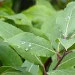 Bay laurel in 10 questions and answers