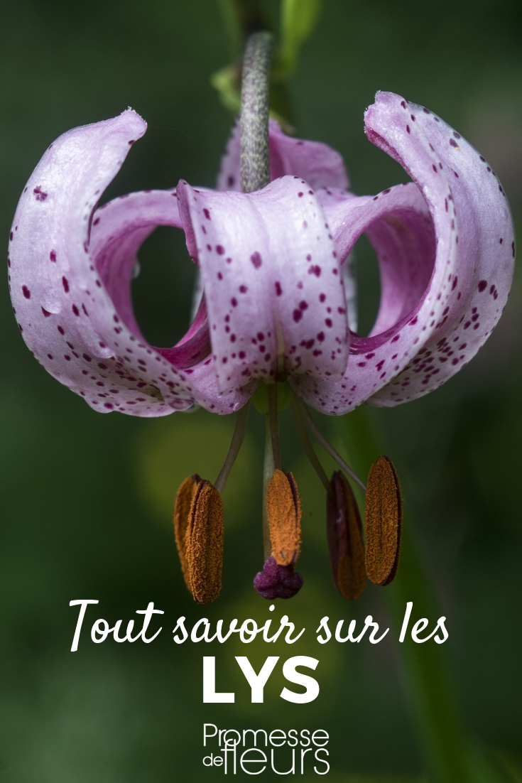 Lily: Planting Advice, Cultivation, and Care Tips