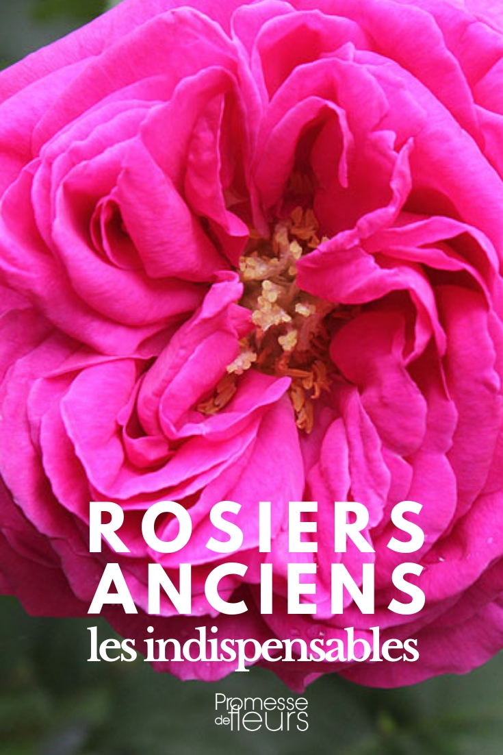 Ancient Roses: The Best Varieties