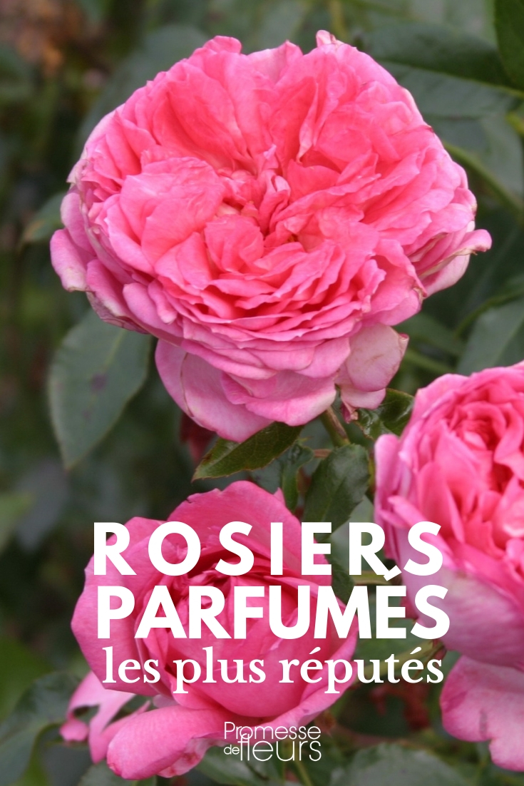 Fragrant Roses: The Most Renowned Varieties