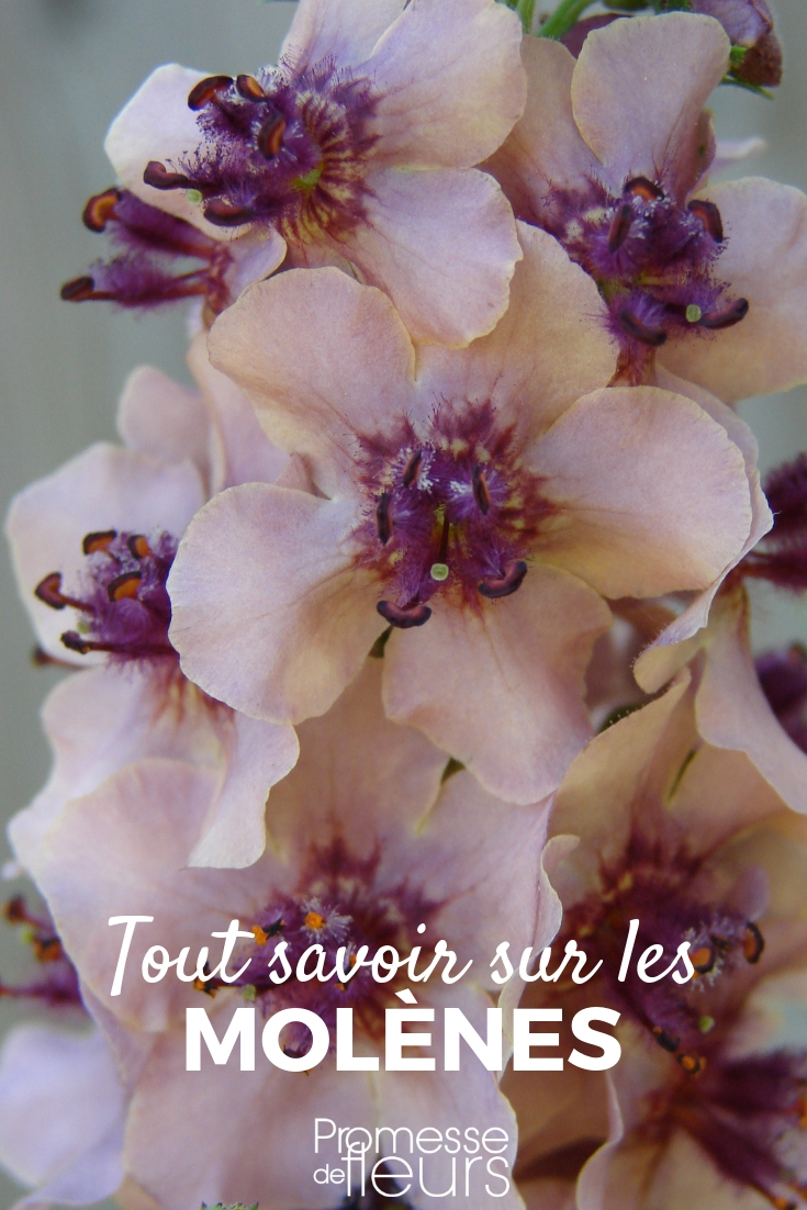 Mullein, Verbascum: Planting, Cultivation, Maintenance