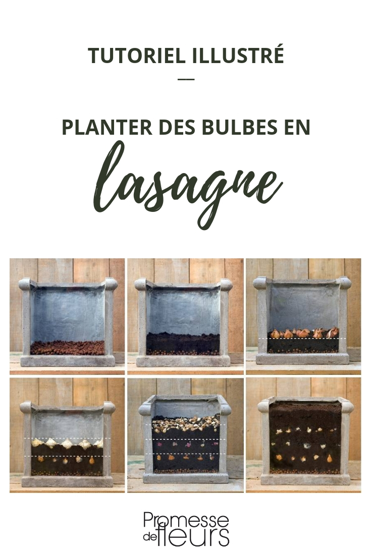 Planting Bulbs in Pots: The Lasagne Technique