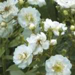 ADR hardy roses, hardy and disease-resistant