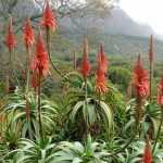 Aloes: planting, growing and care