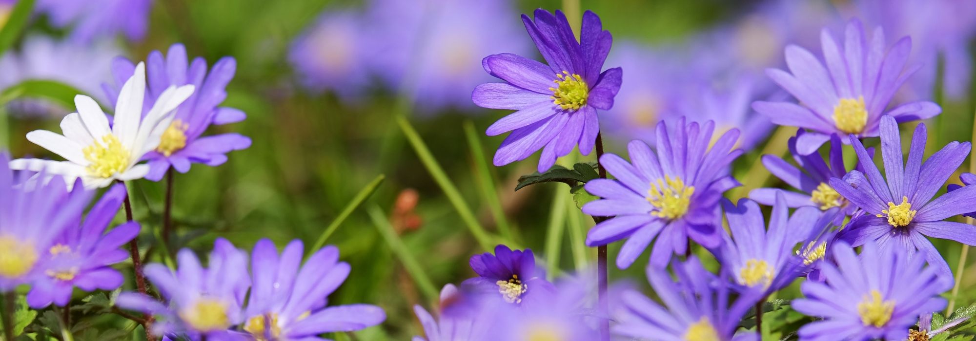 Spring anemones: planting, growing, care and use