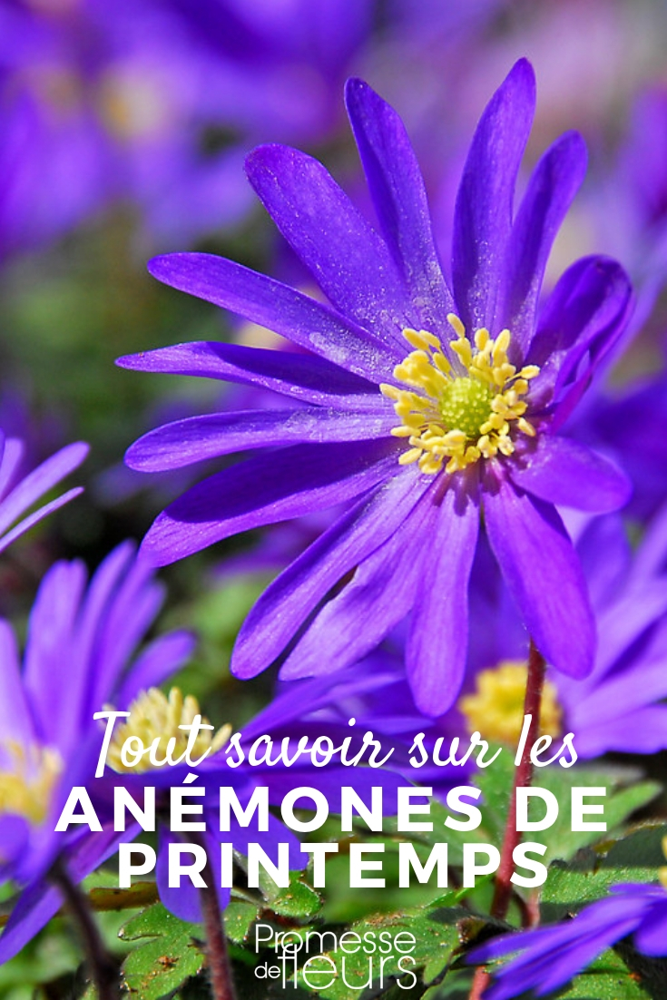 anemone