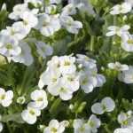 Arabis, Caucasian rockcress: planting and care